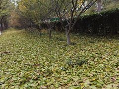 -洛阳市隋唐城遗址植物园