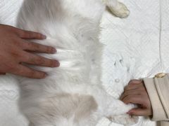 -爱侣宠医·鹦鹉专科·小型哺乳类·异宠专科(灵石路店)