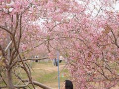 -天适樱花悠乐园