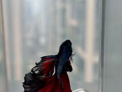 -青石桥花鸟鱼虫市场(叠翠城店)