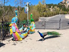 -西霞口神雕山野生动物世界