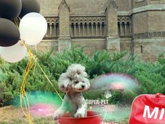 -超宠爱宠物摄影-Super pet