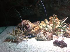 -暹罗海洋世界