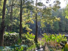 -深圳仙湖植物园