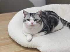 -有喵·猫咖·狗咖·30几只猫10只小狗(岗厦店)