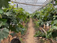 -马陆小张葡萄园农家乐