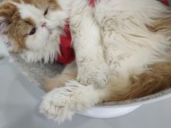 -糯米喵星人·撸猫猫舍咖啡馆(西市场嘉华店)