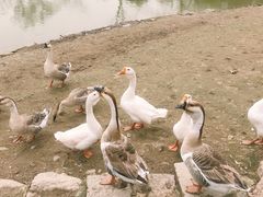 -上海海湾国家森林公园