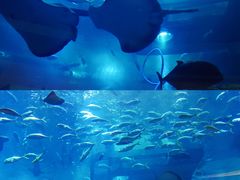 -迪拜水族馆及水下动物园