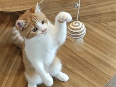 -飞行喵MR PILOT|猫舍·猫咖(静安大融城店)
