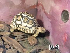 -上海大自然野生昆虫馆(东方明珠·爬宠昆虫探索中心)