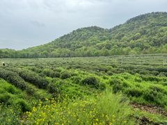-野蔓果·山野菜(西湖景区·龙井茶田店)