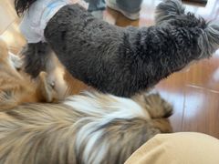 -汪说·狗咖·拼豆·宠物周边DIY(旺城大厦店)