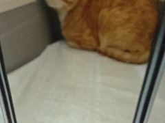 -瑞鹏宠物医院·夜间急症·心超·猫科(祖庙分店)
