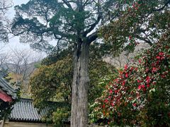 -青岛崂山太清宫