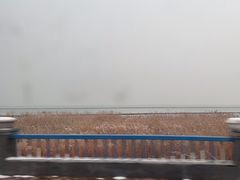 -合肥滨湖国家森林公园