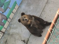 -青藏高原野生动物园