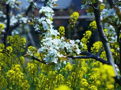 -南汇桃花村