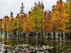 -白鹭湾湿地公园