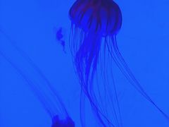 -沈阳海洋探索中心