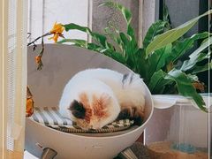 -吉丁鸟咖·异宠·寄养