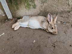 -前小桔亲子创意农场·草莓采摘·露营烧烤