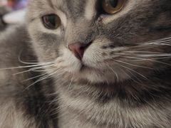 -猫咪派对(江南西店)