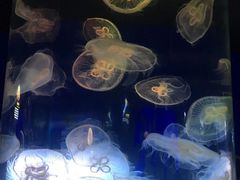 -青岛海底世界-水族馆