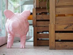 -WHEN PIGS FLY当猪飞