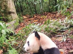 -都江堰中华大熊猫苑