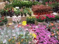 -秦美花卉(天朗·莱茵小城2期店)