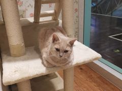 -猫小院猫主题餐厅(三里屯店)