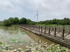 -东平国家森林公园