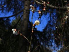 -梅花山(明孝陵内)