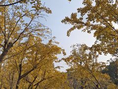 -上海共青森林公园