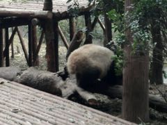 -成都大熊猫繁育研究基地