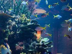 -迪拜帆船酒店海底餐厅