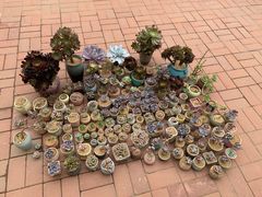 -中环花鸟鱼虫市场