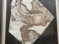 -金钉子远古世界景区