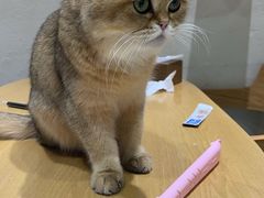 -藏猫猫咖啡主题馆(中央大道店)