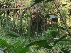 -野象谷景区