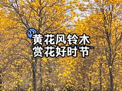 -天适樱花悠乐园