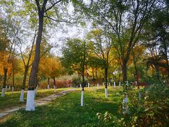 -大兴滨河森林公园