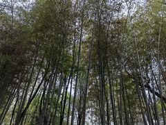 -青龙山国家森林公园