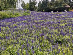 -羊亭河湿地公园