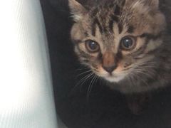 -纳吉亚猫专科动物诊疗中心(蒋宅口分院)