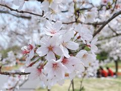 -顾村公园
