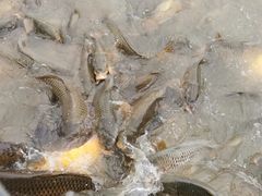 -武清南湖绿博园