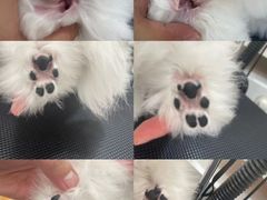 -佐罗家宠物馆·猫文化馆(紫霞路店)