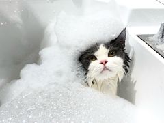 -老吴的猫·猫舍(新区店)